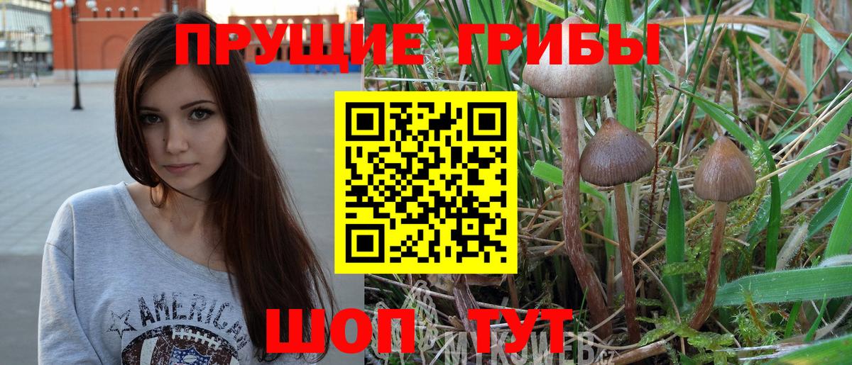 Зеленогорск  Галлюциногенные грибы Cubensis  Вход с VPN 
